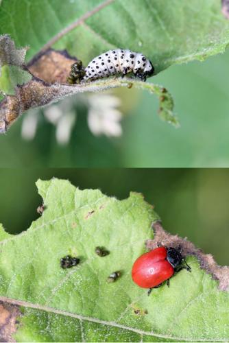 Réf. 304 577 : Chrysomela populi